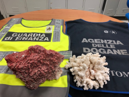 Coralli protetti sequestrati all'aeroporto di Capodichino 