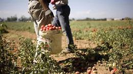 Migranti, da agricoltura solo 10% domade regolarizzazione: prima la Campania