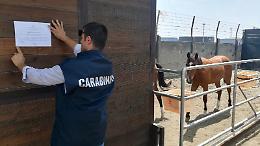 Box abusivi utilizzati come scuderie per cavalli, 25enne nei guai