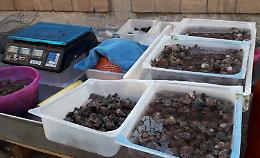 Vendita abusiva di molluschi, controlli straordinari dell'Asl