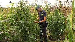 Piantagione di cannabis individuata dal cielo nel Casertano