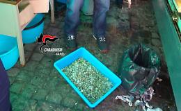 Sequestrati frutti di mare fuorilegge