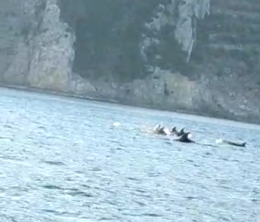 Branco di delfini attraversa il Parco Marino di Punta Campanella