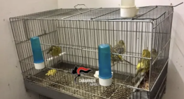 Uccelli di specie protette tenuti in casa, denunciato 68enne