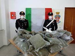 Serra e 33 chili di marijuana, in manette coppia di imprenditori agricoli