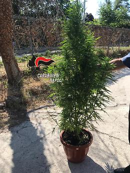Marijuana addosso e piantina in casa: 27enne arrestato a Monterusciello