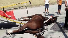 Cavallo ucciso dal caldo, la Reggia sospende il servizio