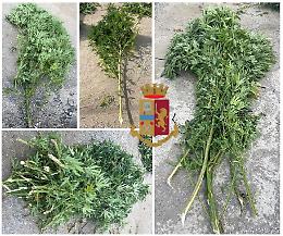 Coltiva droga, 73enne denunciato ad Acerra