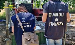 Raccolta del pomodoro: 2 ditte su 3 sospese per lavoro nero