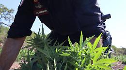 Sequestrata una piccola piantagione di droga a Caivano
