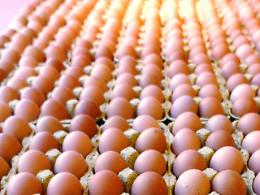 E' allarme uova contaminate da salmonella, scatta richiamo del Ministero della Salute
