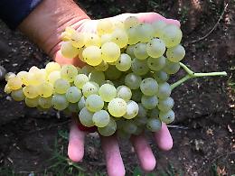 Città europea del vino 2019, il Sud riparte da Sannio e Matera