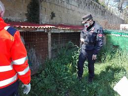 Animali morti e maltrattati, denunciato un uomo a Pozzuoli