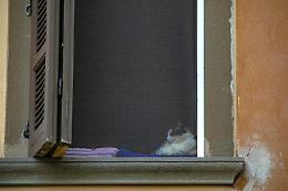 Variante inglese Covid in un gatto: primo caso in Italia