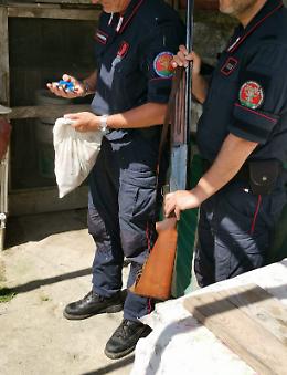 Ischia, carabinieri forestali trovano fucile in un vigneto
