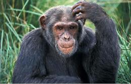 Meridonare allo Zoo di Napoli: "Scritto nel Dna: gli scimpanzé e l'uomo"
