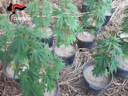 Coltivava cannabis vicino casa a Varcaturo, giardiniere nei guai