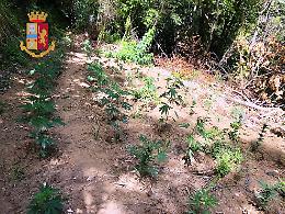 Sequestrate 200 piante di canapa indiana sul Faito