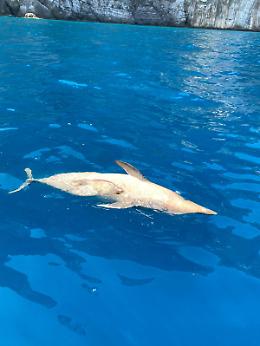 Tre delfini morti tra la Costiera Amalfitana e Sorrentina