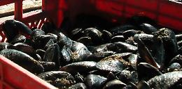 Alimenti, controlli Asl a Napoli: sequestrati 500 chili cozze