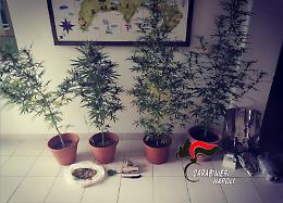 Coltiva marijuana in casa, arrestato 31enne a Procida