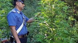 Carabinieri trovano piante di cannabis sui Monti Lattari