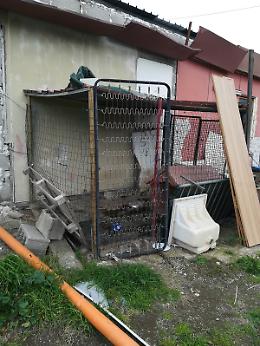 Ricoveri abusivi per pitbull a Pozzuoli, un denunciato