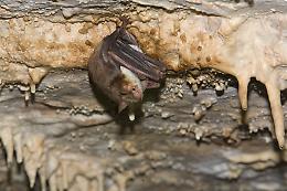 Ricerca federiciana: i pipistrelli imitano i calabroni per spaventare i predatori