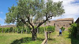 Pompei, il parco archeologico diventerà azienda agricola
