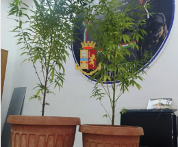 Due piante di marijuana in casa, un denunciato al Vasto