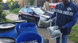 Marano, 112 chili di marijuana nascosti in un terreno: due arresti
