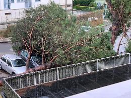 Due alberi abbattuti dal maltempo, tragedia sfiorata a Soccavo