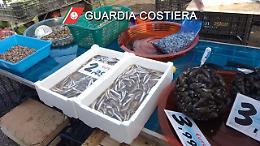 Guardia costiera al mercato, sequestrati 2 quintali di prodotti ittici