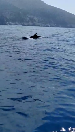 Punta Campanella, turisti incantati dai delfini VIDEO