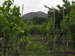 Vino, Università in campo per valorizzare la denominazione “Vesuvio"