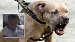 Muore a 3 anni sbranato vivo da due pitbull: stava giocando nel cortile di casa