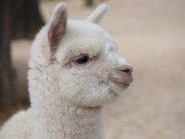 Allo Zoo di Napoli è nato Teo, cucciolo di alpaca
