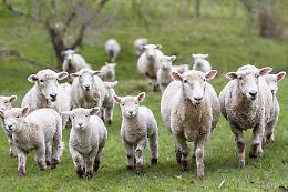 Blue tongue, oltre 300 animali morti in Irpinia