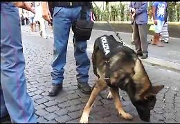 Blitz nella piazza di spaccio con il cane poliziotto Kira, trovati denaro e droga: due arresti