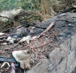 Via Jannelli, ignoti danno fuoco a una colonia di gatti