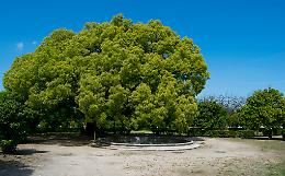 Giornata dell'albero, alla scoperta dei sei esemplari monumentali di Capodimonte
