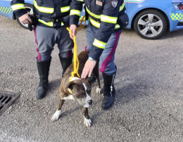 Preso il ras della droga