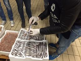 Pesca di frodo <br>e prodotti ittici fuorilegge, multe <br>e sequestri a Portici