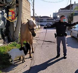 Coronavirus, porta a spasso capra e cavallo: denunciato a Giugliano