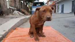 Provano a impiccare cagnolino a un cartellone, il cucciolo è morto nonostante i soccorsi