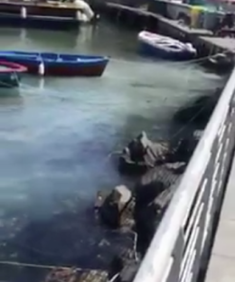 Acqua bianca a Riva Fiorita, allarme sversamenti a Posillipo
