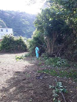 Pianura, via ai lavori di manutenzione del verde in via Monet