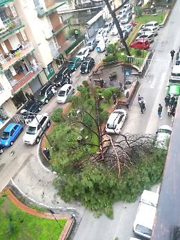 Gli alberi crollano e le strade cedono: Napoli piegata da incuria e maltempo