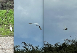 Un piccolo airone bianco nei cieli di Santa Maria la Carità