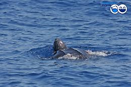 Avvistata nelle acque di Ischia una rara Tartaruga Liuto